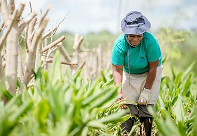 Agriculture africa